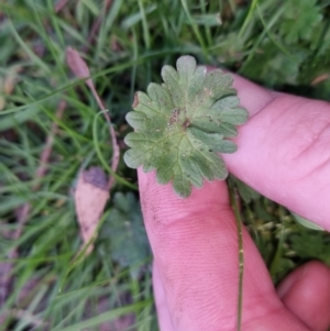 Geranium molle at Bungendore, NSW - 25 Sep 2022