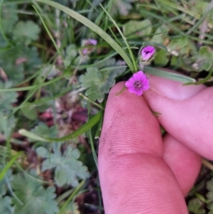 Geranium molle at Bungendore, NSW - 25 Sep 2022