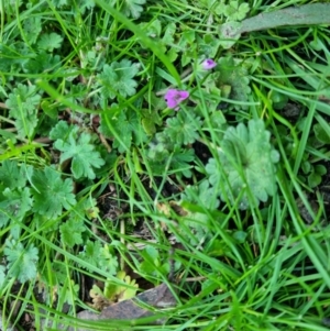 Geranium molle at Bungendore, NSW - 25 Sep 2022