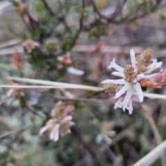 Brachyloma daphnoides (Daphne Heath) at Bungendore, NSW - 28 Sep 2022 by clarehoneydove