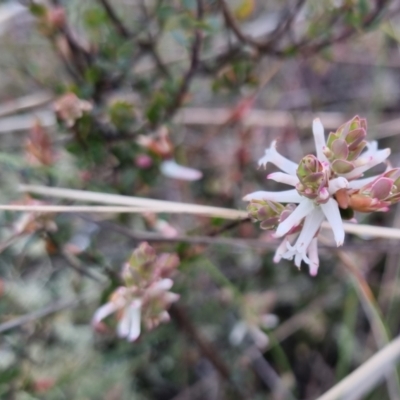 Brachyloma daphnoides (Daphne Heath) at Bungendore, NSW - 28 Sep 2022 by clarehoneydove