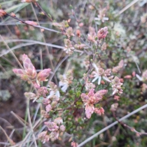 Brachyloma daphnoides at Bungendore, NSW - 28 Sep 2022