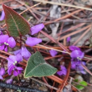 Hardenbergia violacea at Bungendore, NSW - 28 Sep 2022 10:48 AM