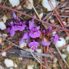 Hardenbergia violacea at Bungendore, NSW - 28 Sep 2022 10:48 AM