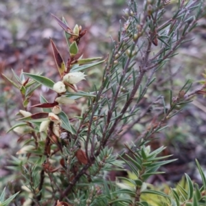 Melichrus urceolatus at Bungendore, NSW - 28 Sep 2022