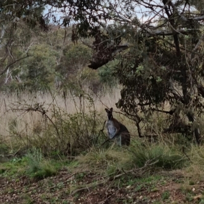 Notamacropus rufogriseus (Red-necked Wallaby) at Bungendore, NSW - 27 Sep 2022 by clarehoneydove