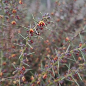 Daviesia genistifolia at Bungendore, NSW - 27 Sep 2022 05:12 PM