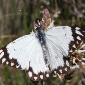 Belenois java at Acton, ACT - 25 Sep 2022 12:21 PM