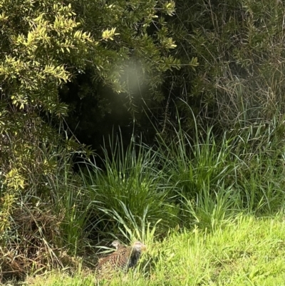 Gallirallus philippensis (Buff-banded Rail) at Murrumbateman, NSW - 28 Sep 2022 by SimoneC