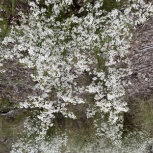 Olearia microphylla at Bruce, ACT - 28 Sep 2022 02:17 PM