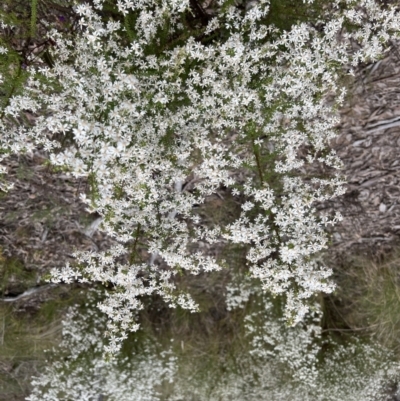 Olearia microphylla (Olearia) at Bruce, ACT - 28 Sep 2022 by Wendyp5