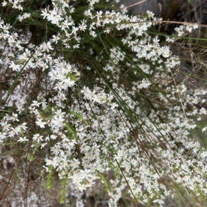 Olearia microphylla at Bruce, ACT - 28 Sep 2022 02:17 PM