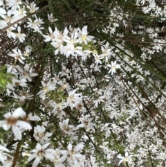 Olearia microphylla at Bruce, ACT - 28 Sep 2022 02:17 PM