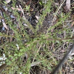 Olearia microphylla at Bruce, ACT - 28 Sep 2022 02:17 PM