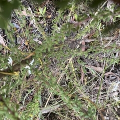 Olearia microphylla at Bruce, ACT - 28 Sep 2022 02:17 PM