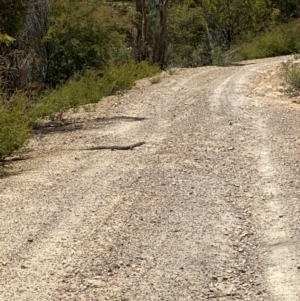 Varanus rosenbergi at Cotter River, ACT - suppressed