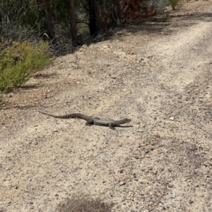 Varanus rosenbergi at Cotter River, ACT - suppressed