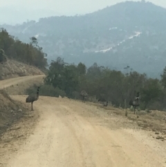 Dromaius novaehollandiae (Emu) at Cotter River, ACT - 16 Jan 2020 by tjwells