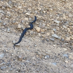 Pseudechis porphyriacus (Red-bellied Black Snake) at Cotter River, ACT - 18 Nov 2020 by tjwells