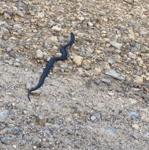 Pseudechis porphyriacus at Cotter River, ACT - 18 Nov 2020