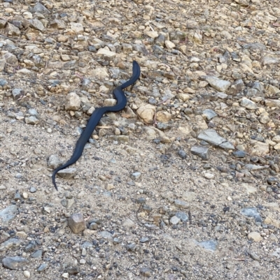 Pseudechis porphyriacus (Red-bellied Black Snake) at Lower Cotter Catchment - 17 Nov 2020 by tjwells