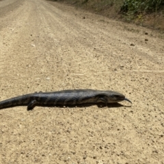 Tiliqua scincoides scincoides (Eastern Blue-tongue) at Coree, ACT - 20 Nov 2020 by tjwells