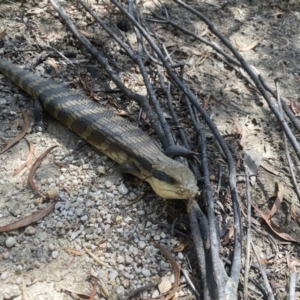 Tiliqua scincoides scincoides at Cotter River, ACT - 15 Feb 2022 01:49 PM