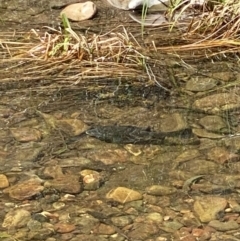 Macquaria australasica (Macquarie Perch) at Uriarra Village, ACT - 31 Dec 2021 by tjwells