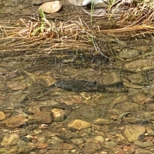 Macquaria australasica at Uriarra Village, ACT - 31 Dec 2021 02:25 PM