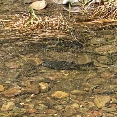 Macquaria australasica (Macquarie Perch) at Lower Cotter Catchment - 31 Dec 2021 by tjwells