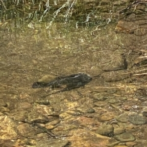 Macquaria australasica at Uriarra Village, ACT - 31 Dec 2021 02:25 PM