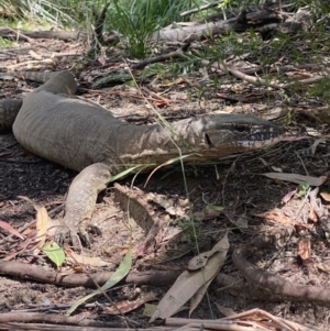 Varanus rosenbergi at Cotter River, ACT - 31 Dec 2021