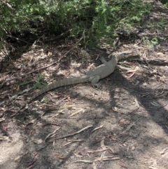 Varanus rosenbergi at Cotter River, ACT - 31 Dec 2021