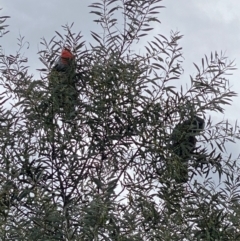 Callocephalon fimbriatum (Gang-gang Cockatoo) at Cotter River, ACT - 6 Dec 2021 by tjwells