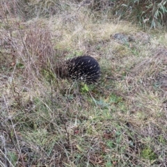 Tachyglossus aculeatus (Short-beaked Echidna) at Lower Cotter Catchment - 14 Jul 2021 by tjwells