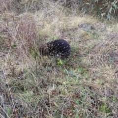 Tachyglossus aculeatus (Short-beaked Echidna) at Coree, ACT - 14 Jul 2021 by tjwells