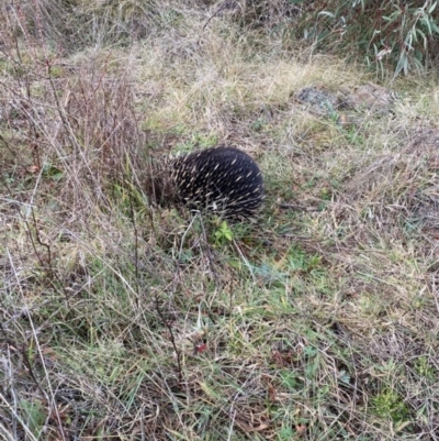 Tachyglossus aculeatus (Short-beaked Echidna) at Coree, ACT - 15 Jul 2021 by tjwells