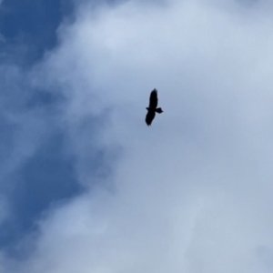 Aquila audax at Cotter River, ACT - 13 Aug 2022 09:01 AM