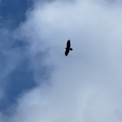 Aquila audax (Wedge-tailed Eagle) at Cotter River, ACT - 13 Aug 2022 by tjwells