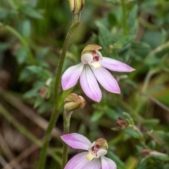 Caladenia carnea (Pink Fingers) at Crace, ACT - 28 Sep 2022 by C_mperman