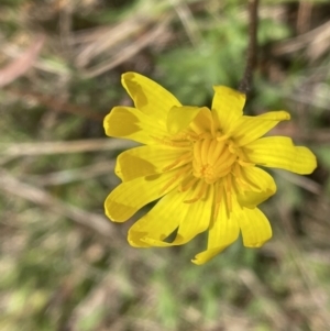 Microseris walteri at Bruce, ACT - 29 Sep 2022 10:17 AM