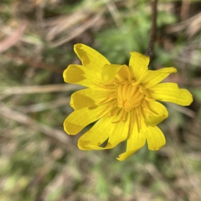 Microseris walteri (Yam Daisy, Murnong) at Flea Bog Flat, Bruce - 29 Sep 2022 by JVR