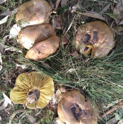 Phylloporus sp. (Phylloporus sp.) at Symonston, ACT - 24 Mar 2022 by CallumBraeRuralProperty