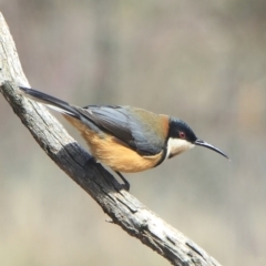 Acanthorhynchus tenuirostris (Eastern Spinebill) at Gundaroo, NSW - 28 Sep 2022 by Gunyijan