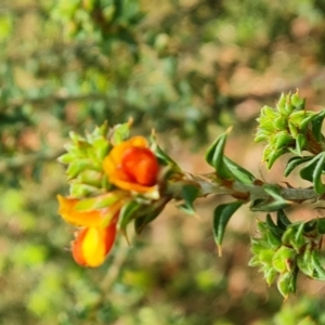 Pultenaea procumbens at Isaacs, ACT - 29 Sep 2022 03:23 PM