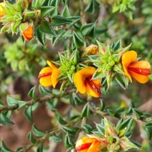 Pultenaea procumbens at Isaacs, ACT - 29 Sep 2022 03:23 PM