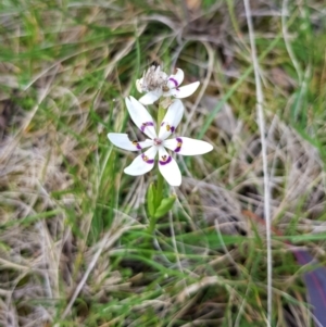 Wurmbea dioica subsp. dioica at Throsby, ACT - 29 Sep 2022