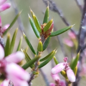 Lissanthe strigosa subsp. subulata at Throsby, ACT - 29 Sep 2022