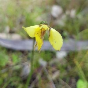 Diuris chryseopsis at Throsby, ACT - 29 Sep 2022