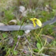 Diuris chryseopsis at Throsby, ACT - 29 Sep 2022